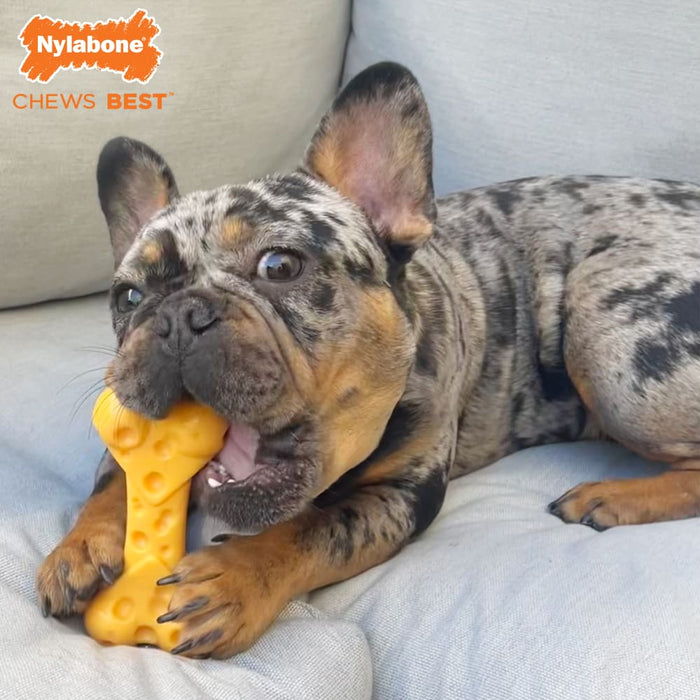 Nylabone Power Chew Cheese Dog Toy, Medium