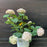 Hydrangea, Invincibelle® Wee White Smooth Hydrangea