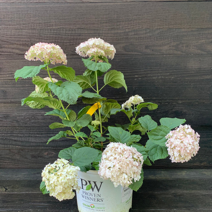 Hydrangea, Invincibelle® Wee White Smooth Hydrangea