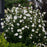 Hibiscus, White Chiffon® Rose of Sharon