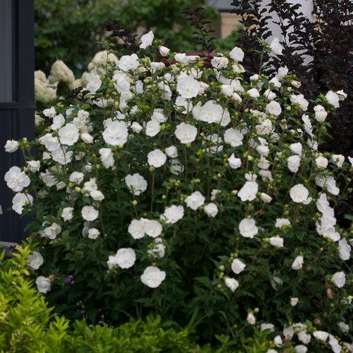 Hibiscus, White Chiffon® Rose of Sharon