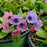 Lungwort, Pretty in Pink Lungwort