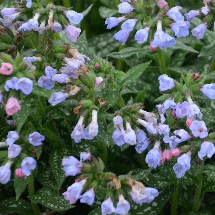 Lungwort, Twinkle Toes Lungwort