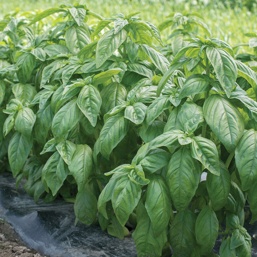 Organic Basil Plant, Prospera Compact Genovese - 6" pot