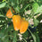 Organic Pepper Plant, Yellow Lunchbox Sweet - 3.5"