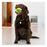 KONG Grinz Frog Dog Toy, Large