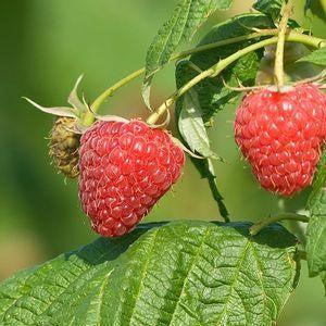 Raspberry, Polana Raspberry