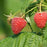 Raspberry, Polana Raspberry