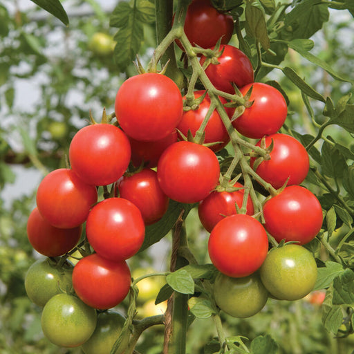 Organic Tomato Plant, Sakura Cherry - 3.5" pot