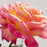 Rose, Enchanted Peace™ Hybrid Tea Rose