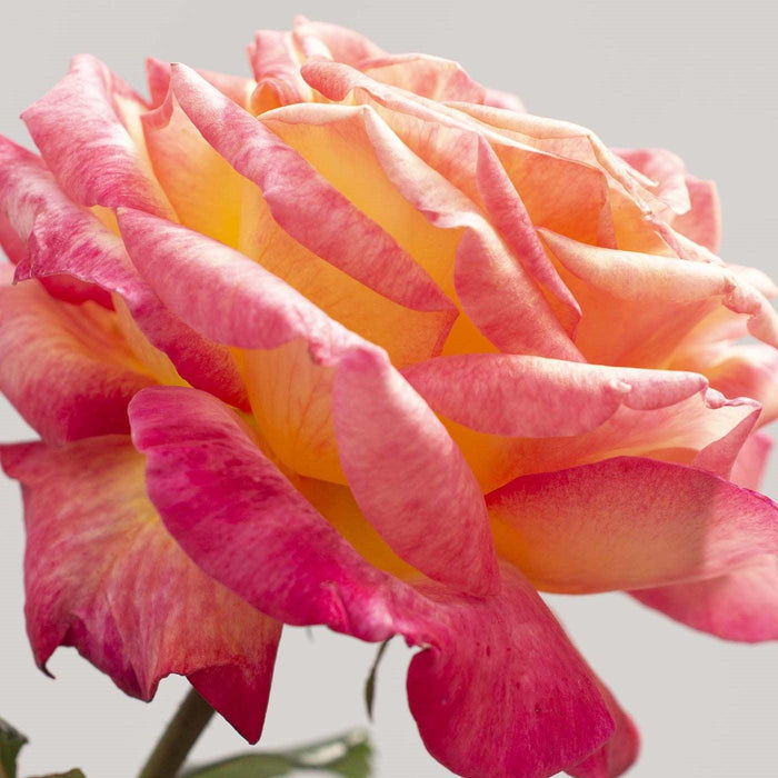 Rose, Enchanted Peace™ Hybrid Tea Rose