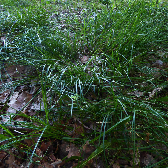 Sedge, Grassland Sedge