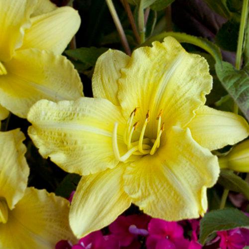 Daylily, Rainbow Rhythm® Going Bananas Daylily