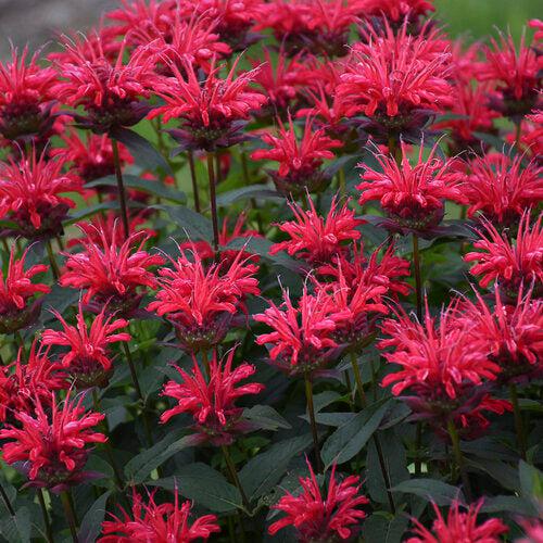 Bee Balm, PW® Upscale® Red Velvet Bee Balm