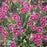 Dianthus, EverLast™ Burgundy Blush Dianthus