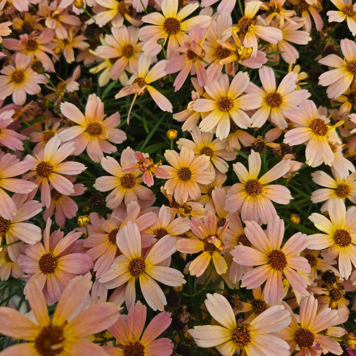 Tickseed, Permathreads™ Shades of Rose Coreopsis