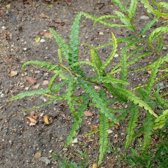 Fern, Sweet Fern