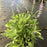 Wood Sage, May Night Wood Sage