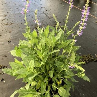 Wood Sage, May Night Wood Sage