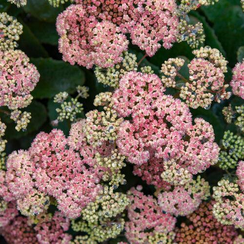 Sedum, Rock 'N Grow® Coraljade Stonecrop