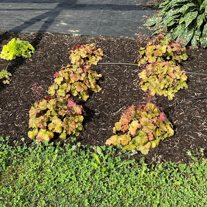 Coral Bells, Dolce® Toffee Tart Heuchera