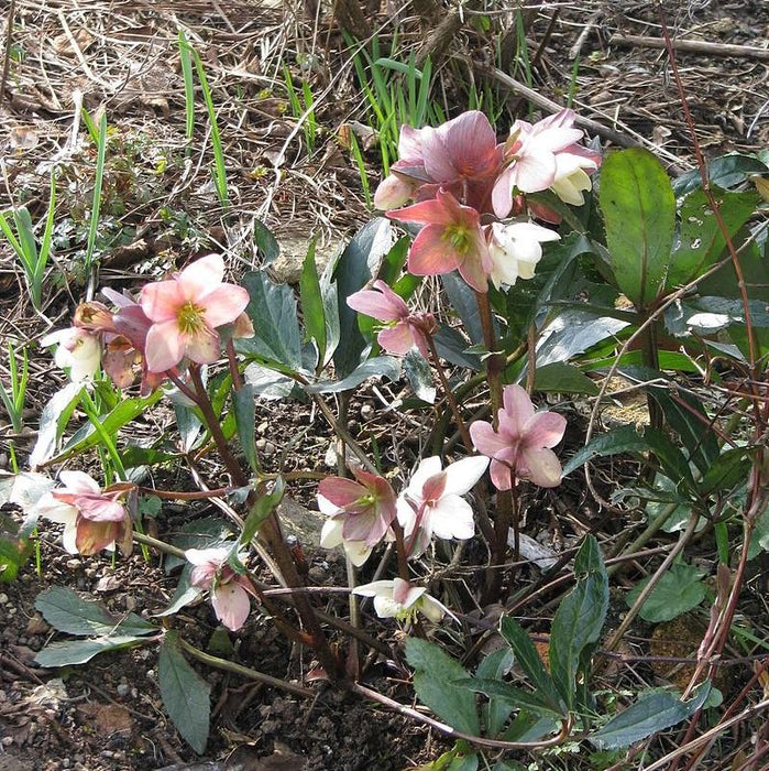 Hellebore, Ivory Prince Lenten Rose
