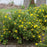 Cinquefoil, PW® Happy Face® Yellow Potentilla
