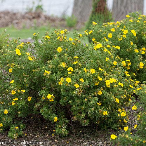 Cinquefoil, PW® Happy Face® Yellow Potentilla