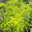 Elderberry, Lemony Lace® Elderberry