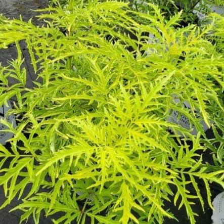 Elderberry, Lemony Lace® Elderberry