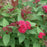 Spirea, Double Play® Doozie Spirea