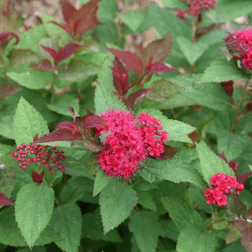 Spirea, Double Play® Doozie Spirea