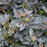 Ninebark, Diablo® Ninebark