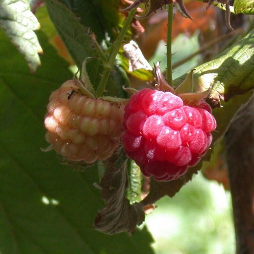Raspberry, Heritage Everbearing Raspberry