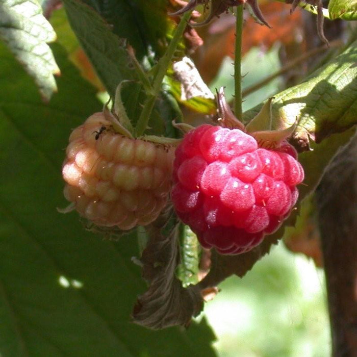 Raspberry, Heritage Everbearing Raspberry