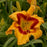 Daylily, Rainbow Rhythm® Tiger Swirl Daylily