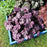 Coral Bells, Forever® Purple Coral Bells