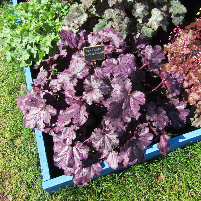 Coral Bells, Forever® Purple Coral Bells