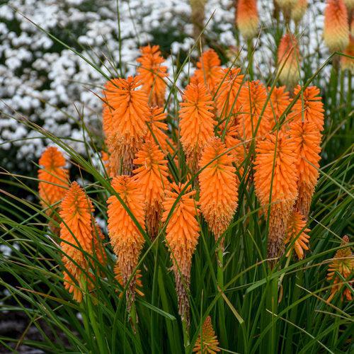 Torch Lily, PW® Pyromania® Blazing Orange Red Hot Poker