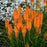 Torch Lily, PW® Pyromania® Blazing Orange Red Hot Poker