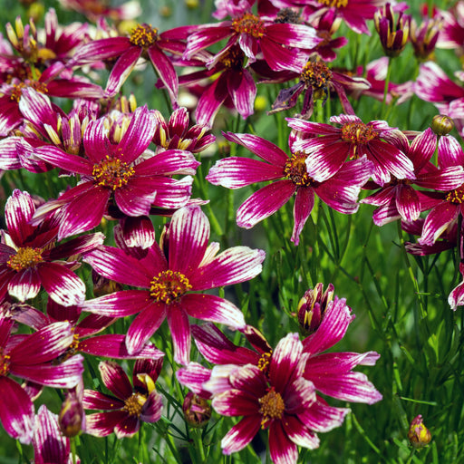 Tickseed, Lil' Bang™ Starstruck Coreopsis