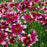 Tickseed, Lil' Bang™ Starstruck Coreopsis