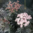 Elderberry, Laced Up® Elderberry