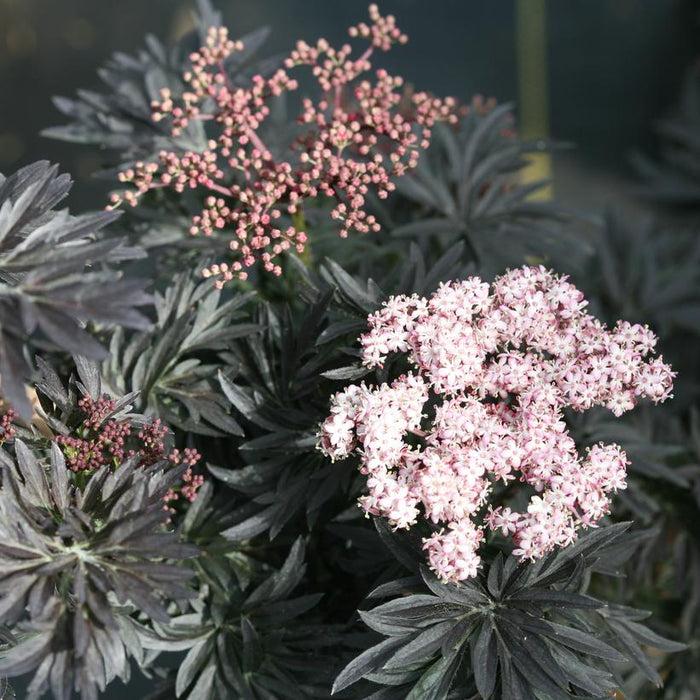Elderberry, Laced Up® Elderberry