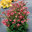 Avens, Tempo™ Rose Avens