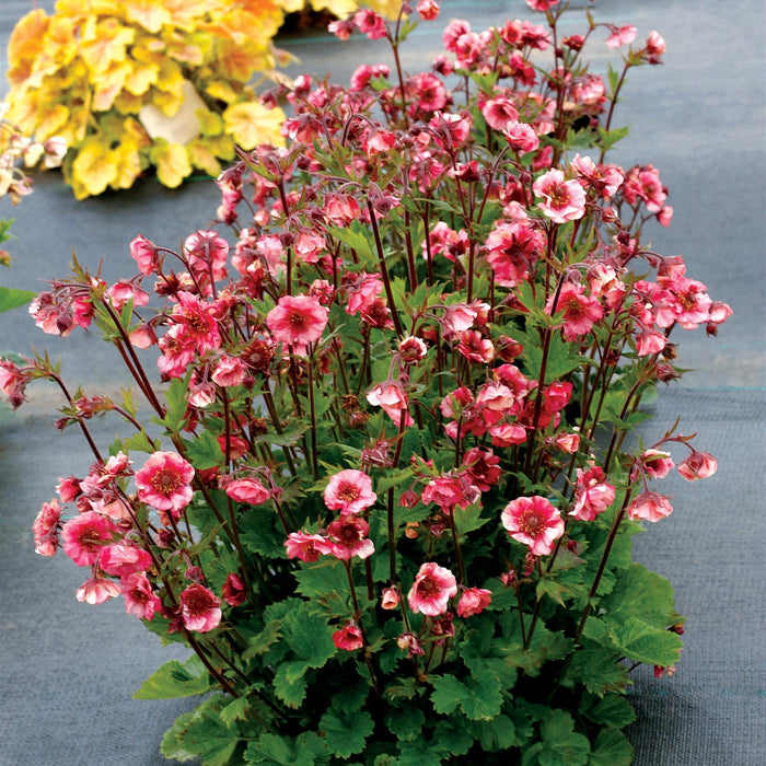 Avens, Tempo™ Rose Avens
