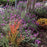 Lavender, Primavera Spanish Lavender