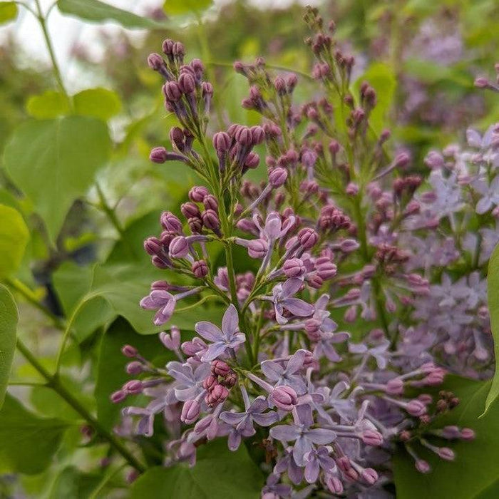 Lilac, New Age™ Lavender Lilac