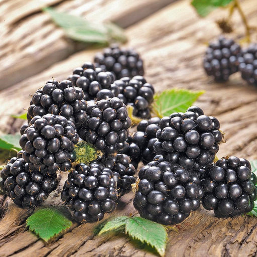 Blackberry, Chester Thornless Blackberry
