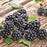Blackberry, Chester Thornless Blackberry